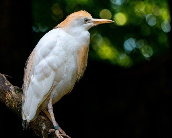 Burung Kuntul Kerbau, Penyeimbang dan Pengendali Hama pada Ekosistem Persawahan