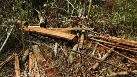 Kenapa Bisa Pelaku Pembalakan Liar Bebas Beraksi di Indonesia?