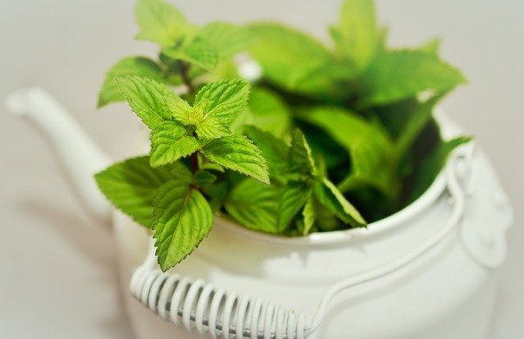 Kaya Manfaat, 5 Jenis Daun Mint Ini Bisa Anda Tanam di Pekarangan