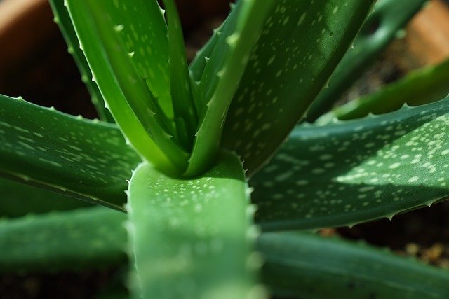 Temuan Baru Manfaat Kulit Daun Lidah Buaya, Dapat Sejahterakan Petani