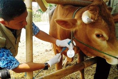 Kurban Sehat di Masa Pandemi, Ini yang Perlu Diperhatikan!