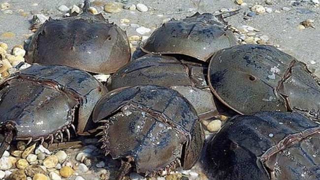 Memeras Darah Biru Kepiting Belangkas Demi Vaksin Covid-19