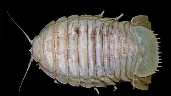 Pertama Kalinya, Bathynomus Raksasa Ditemukan di Perairan Indonesia