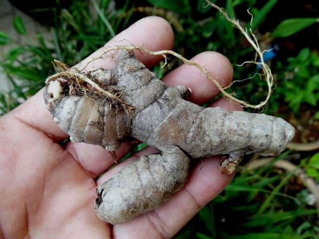 Temu Ireng, Bahan Jamu Tradisional yang Kaya Manfaat