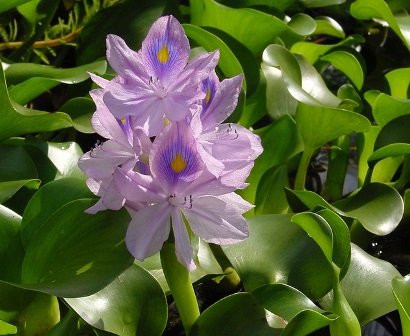 Mengenal Bioremediasi, Cara Memulihkan Lingkungan dari Zat Berbahaya