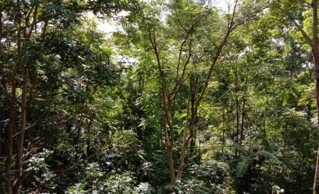 Pemantauan Hutan Indonesia Dinilai Komprehensif Sesuai Standar dan Prinsip Internasional