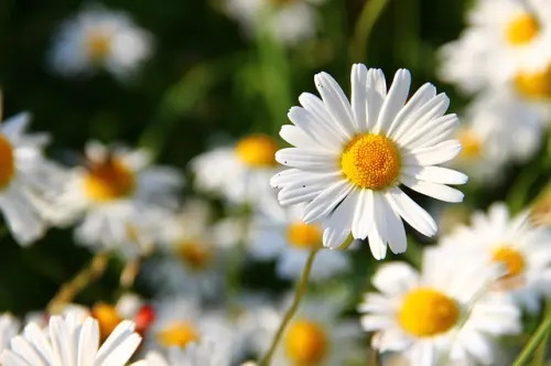 Bunga Aster, Kembaran Krisan dengan Ragam Warna Menawan