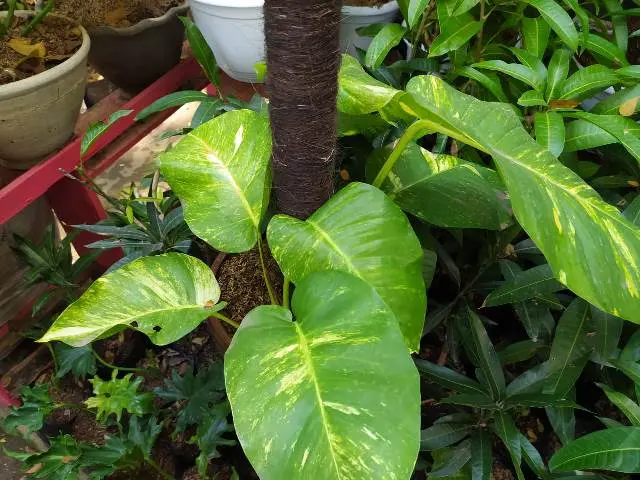 Bunga Srigading, Tanaman Legendaris, Manfaat dan Cara Merawatnya!