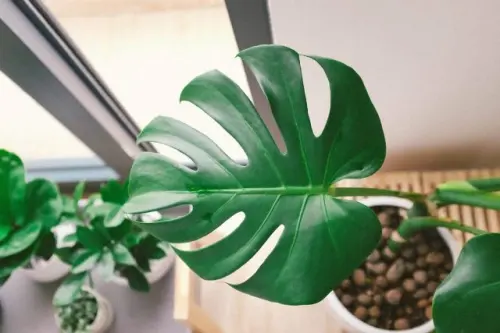 Cek Fakta, Benarkah Monstera Bisa Bikin Tajir?