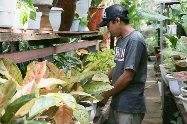 Cerita Pedagang Tanaman Hias di Makassar Berjualan Selama Pandemi