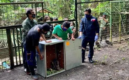 Kabar Baik, 91 Satwa Asli Indonesia Pulang ke Tanah Air
