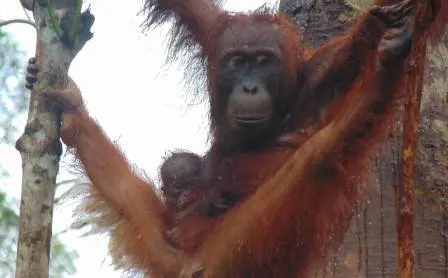 Kelahiran Pancaran dan Fakta Tak Terduga dari Orangutan