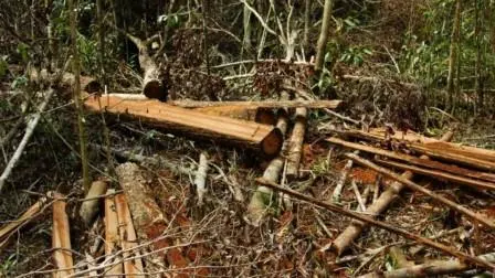 Kenapa Bisa Pelaku Pembalakan Liar Bebas Beraksi di Indonesia?