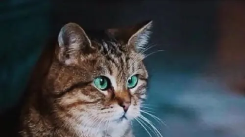 Kisah Seekor Kucing yang Menjaga Museum dan Masjid