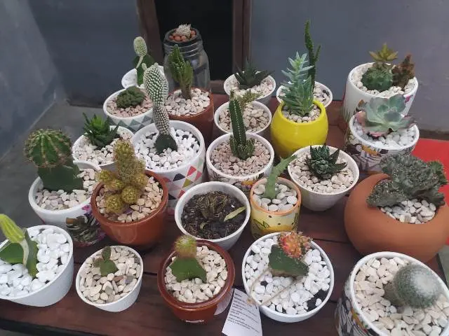 Laris Manis, 7 Jenis Bunga Ini Paling Diburu di Makassar!