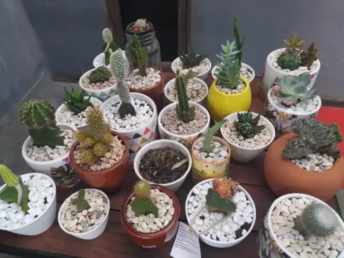 Laris Manis, 7 Jenis Bunga Ini Paling Diburu di Makassar!