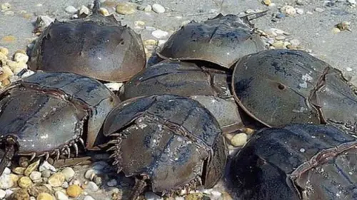 Memeras Darah Biru Kepiting Belangkas Demi Vaksin Covid-19