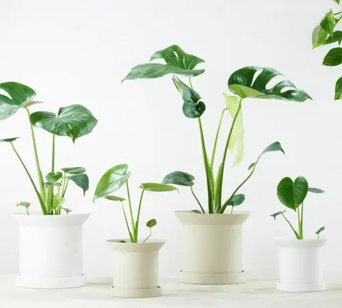 Monstera Deliciosa, Tanaman Hias Mewah dengan Buah Lezat yang Misterius