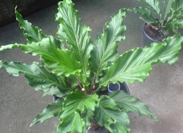 Naik Daun Lagi, Ini 6 Langkah Praktis Menanam Bunga Gelombang Cinta dalam Pot