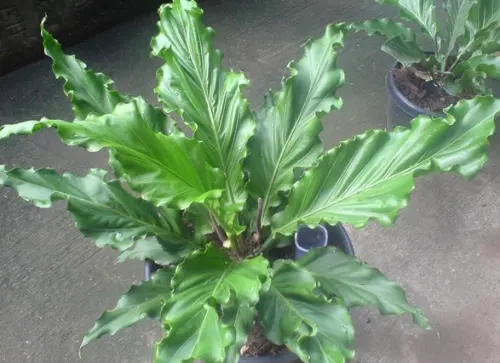 Naik Daun Lagi, Ini 6 Langkah Praktis Menanam Bunga Gelombang Cinta dalam Pot