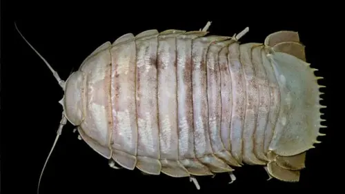 Pertama Kalinya, Bathynomus Raksasa Ditemukan di Perairan Indonesia