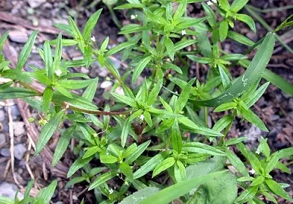 Rumput Mutiara, dari Antioksidan Alami hingga Penghambat Pertumbuhan Mikroba pada Unggas