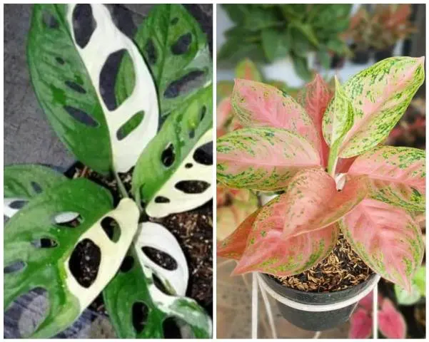 Tanaman Pot Primadona, Pilih Aglonema atau Janda Bolong?