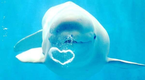 11 Fakta Ikan Paus Beluga yang Dilepaskan ke Laut Setelah Tertawan di Akuarium