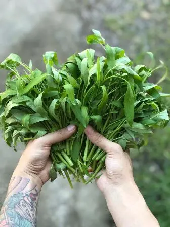 5 Cara Mudah Bercocok Tanam di Pekarangan Ala Petani Milenial Makassar