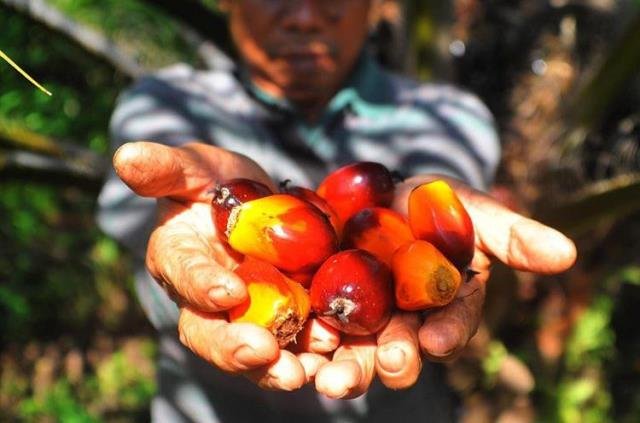 AJI Pontianak Bersama Auriga akan Gelar Beasiswa Menulis Fokus Lingkungan