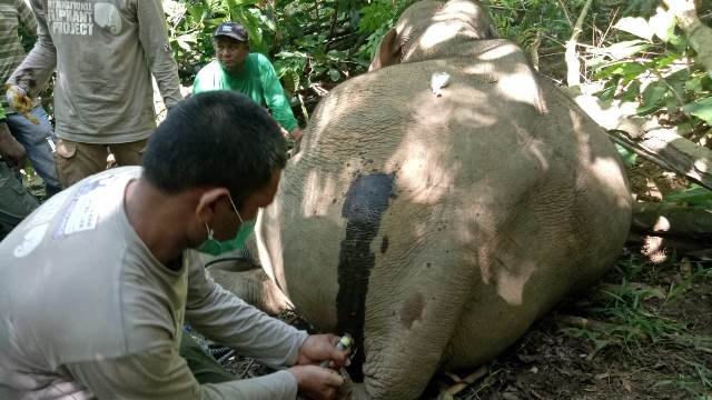 Anak Gajah Sumatera Diselamatkan dari Jerat Tali Nilon di Aceh