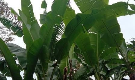 Apakah Anda Sadari 3 Daun Ini Wajib Ada Saat Lebaran?