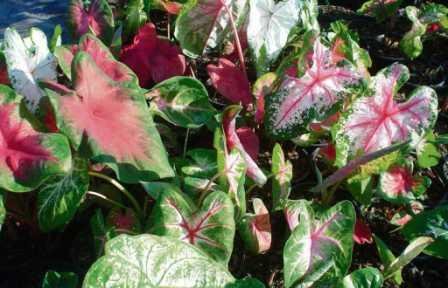 Araceae, Tumbuhan Potensial yang Terancam Degradasi Hutan