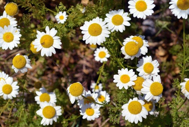 Bunga Chamomile, Antibakteri dan Kaya Manfaat untuk Kecantikan