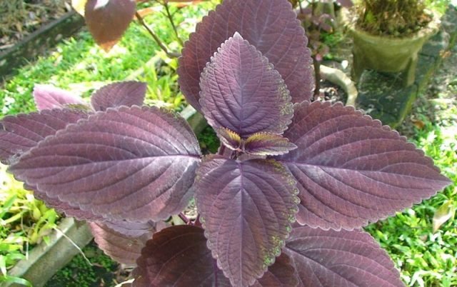 Bunga Iler, Tanaman Hias Berfungsi Herbal dan Cara Merawatnya