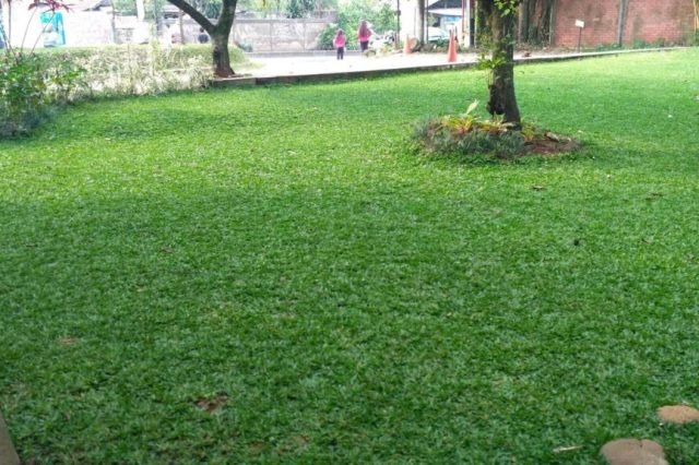 Cara Simpel Menanam Rumput Gajah Mini sebagai Karpet Alami di Halaman Rumah