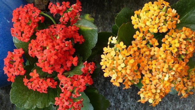 Kalanchoe, Kaya Manfaat dan Gampang Tumbuh Hanya dengan Menjatuhkan Daunnya ke Tanah