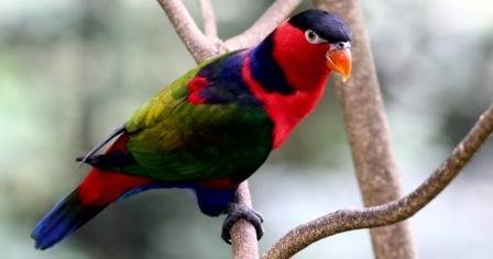 Nasib Burung dengan Warna Mencolok Lebih Mengkhawatirkan