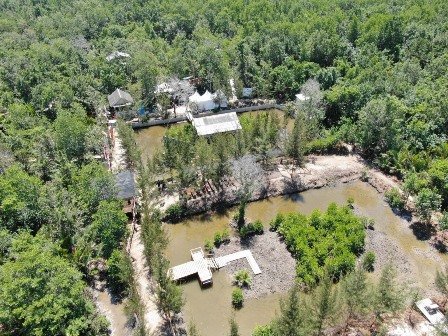 Momentum Hari Mangrove Sedunia, Pemerintah Gelorakan Semangat Penanaman