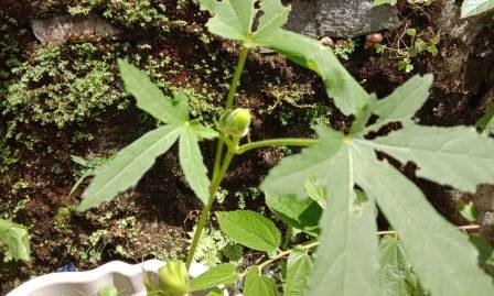 Selain sebagai Sayuran, Okra Juga Dapat Mengatasi Mikroplastik