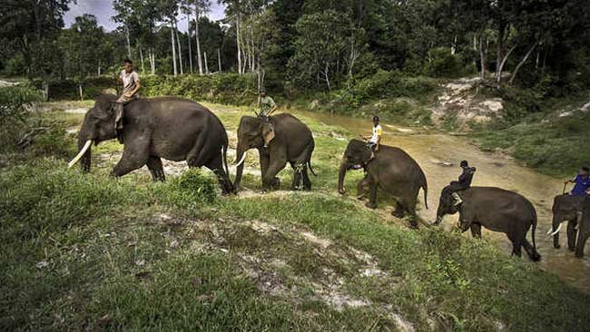 Tentang Kelahiran Anak Gajah di TNWK dan Cara Terbaik Menjaga Populasi Gajah Tetap Stabil