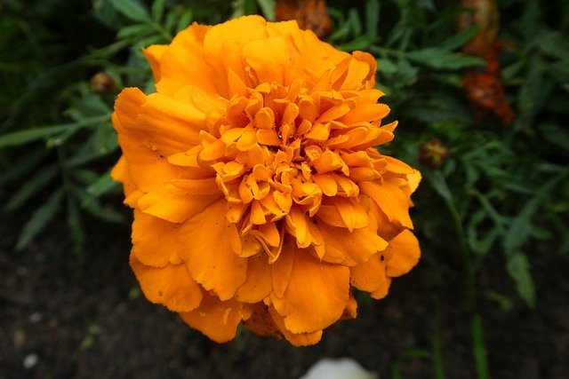 Tagetes Erecta, Tanaman Hias Herba, Pengendali Hama yang Tak Disukai Nyamuk