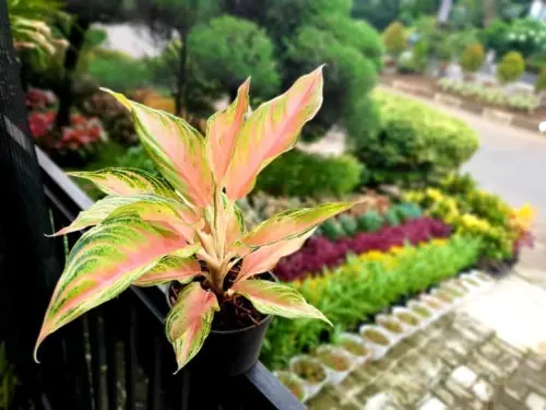 Agar Aglaonema Tampak Cetar Mempesona, Ini Pilihan Pot dan Media Tanam Terbaik!