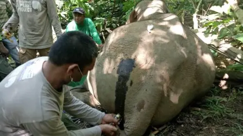 Anak Gajah Sumatera Diselamatkan dari Jerat Tali Nilon di Aceh