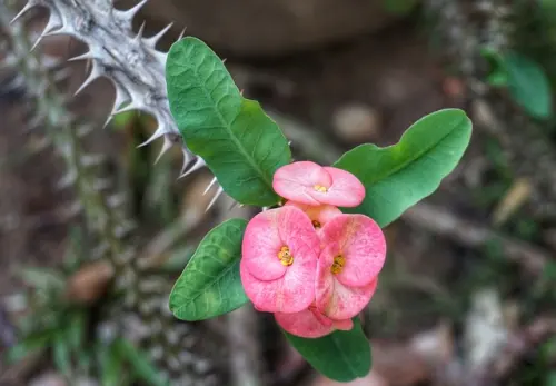 Bagaimana Pengaruh Sinar Matahari terhadap Warna Daun Tanaman?