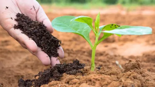 Bebal, Jenis Sampah Organik Ini Tak Bisa Diolah jadi Pupuk Kompos