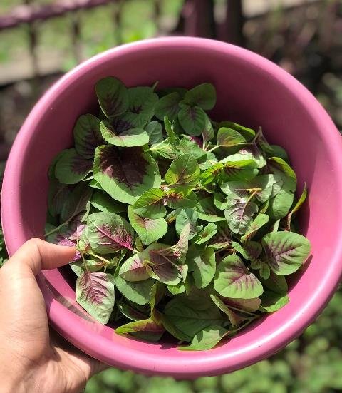 Jangan Sepelekan, Ini 3 Akibat Buruk Jika Kurang Makan Sayur!