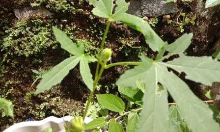 Bila Ingin Menanam Sayuran dalam Pot, Simak 5 Hal Ini agar Tak Kecewa!