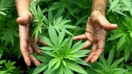 Dilema Penggunaan Ganja sebagai Obat Medis?