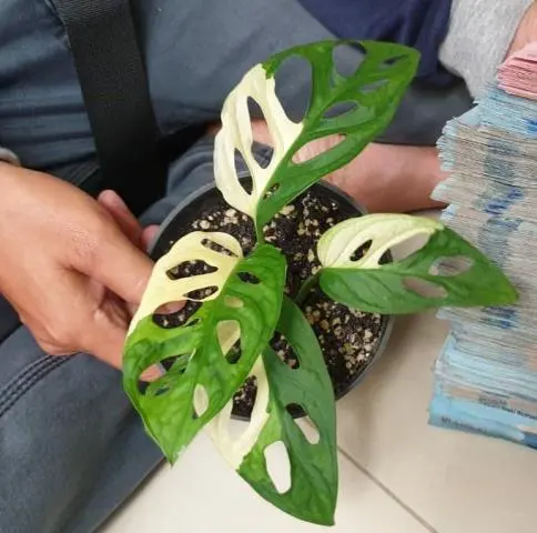 Fantastis, Harga Terbaru Tanaman Hias Janda Bolong Tembus Rp 100 Juta!